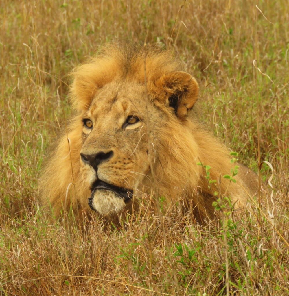 lion-in-the-masai-mara
