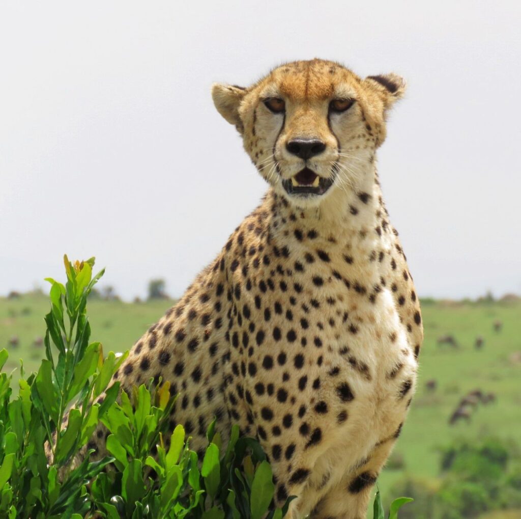 cheetah-in-the-wild