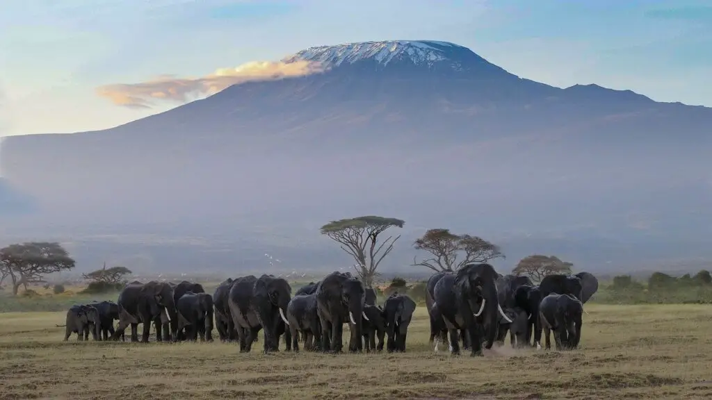 herd-of-elephants-in-amboseli