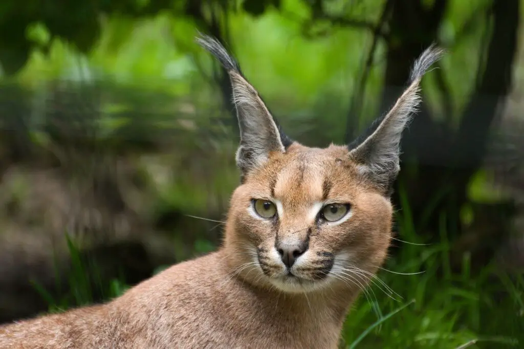 caracal-cat-in-the-wild