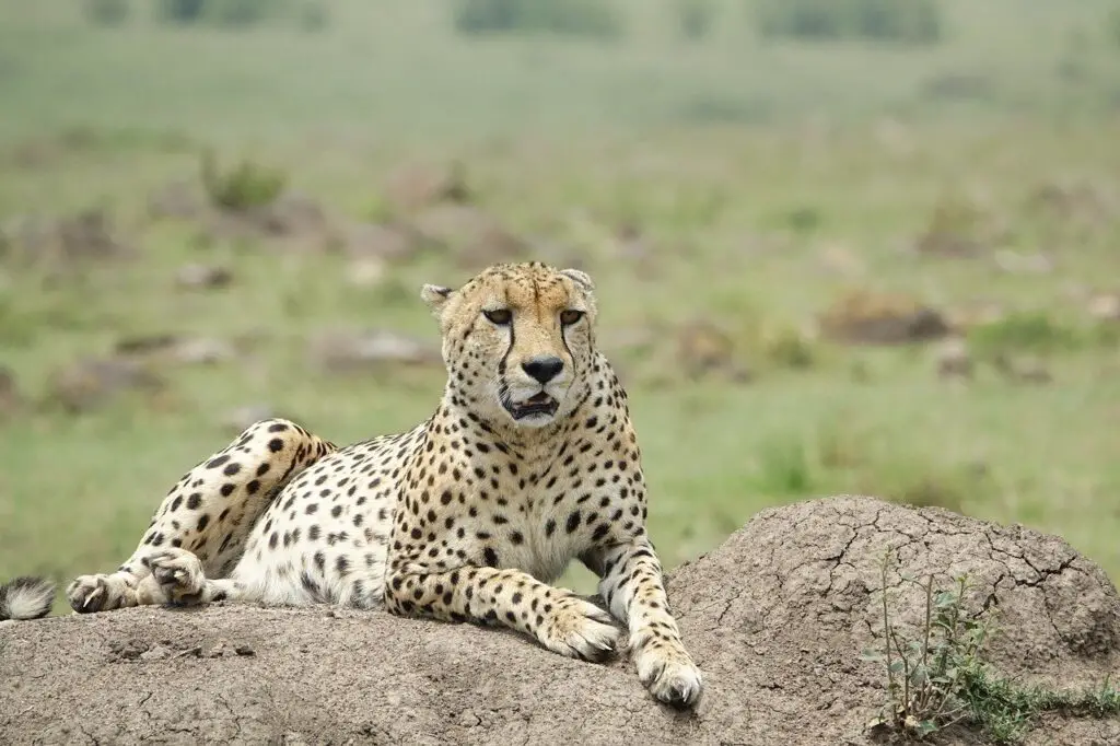 cheetah-in-the-mara