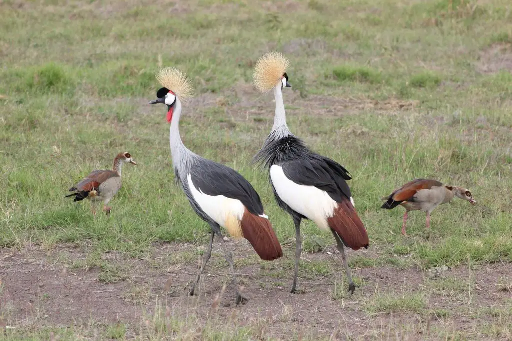 masai-mara-birds