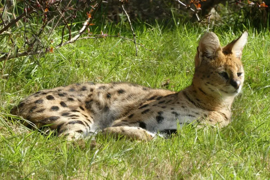 serval-cat-in-the-wild