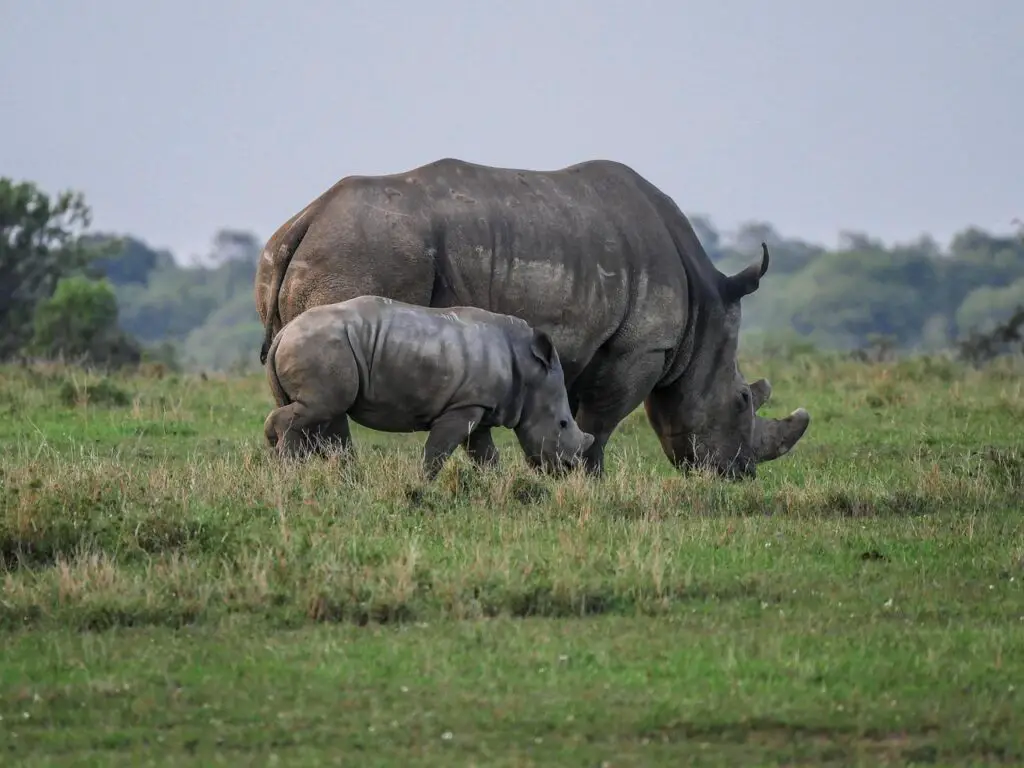 adult-rhino-and-baby