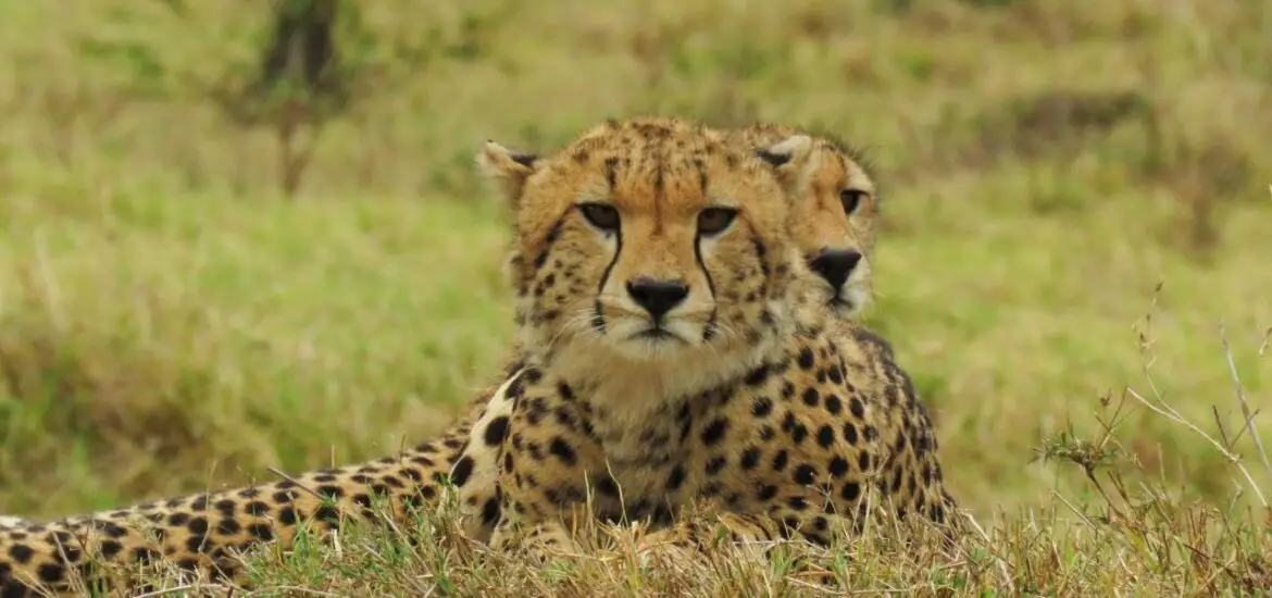 cheetahs-in-the-wild