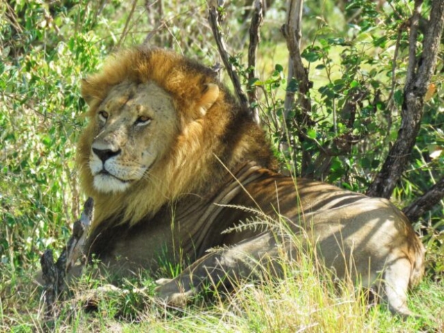male-lion-resting
