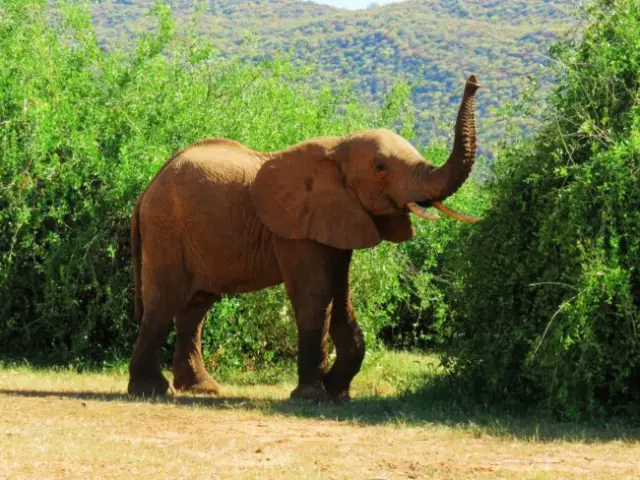 baby-elephant