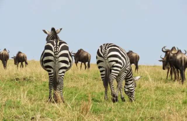 zebras-grazing