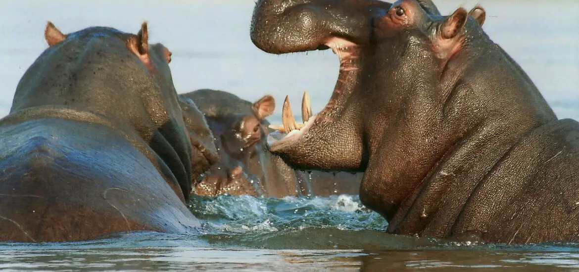 african-hippos-in-water