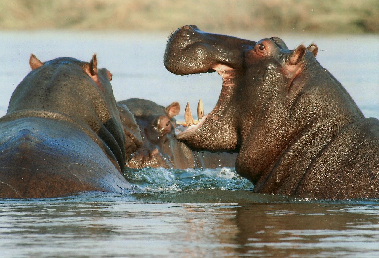 african-hippos-in-water