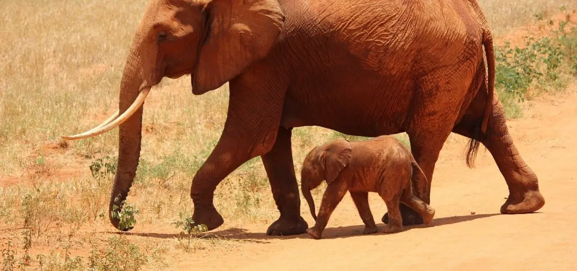 baby-and-mother-elephant