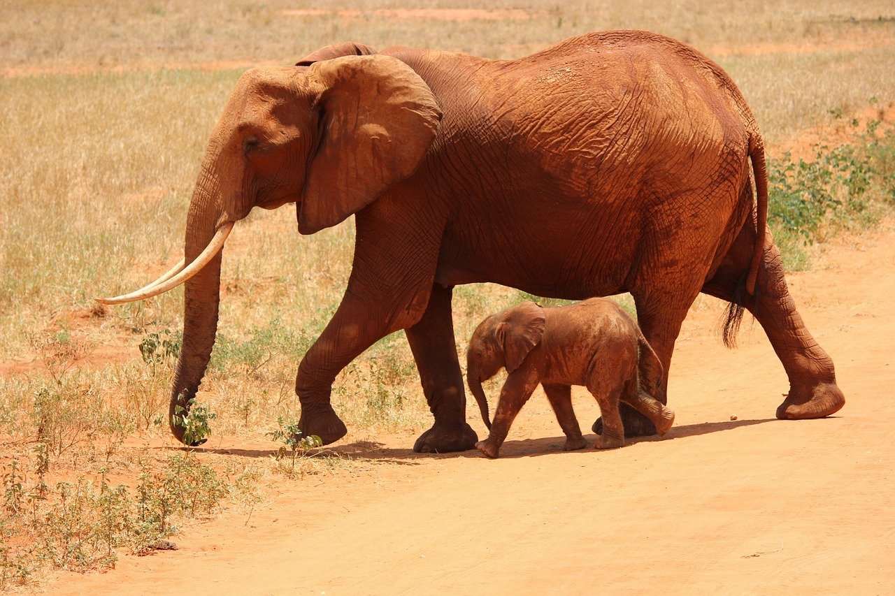 baby-and-mother-elephant