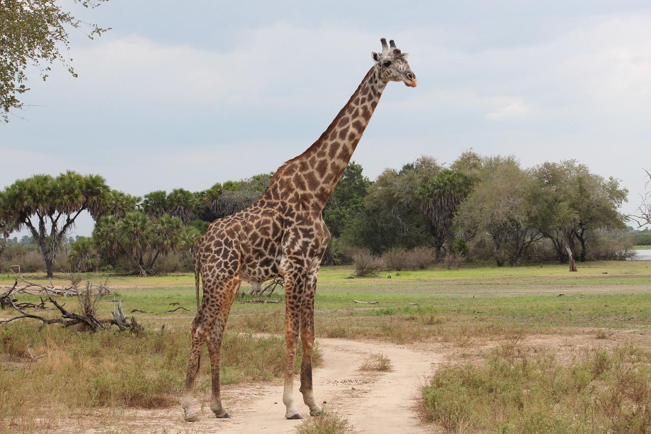 giraffe-in-serengeti