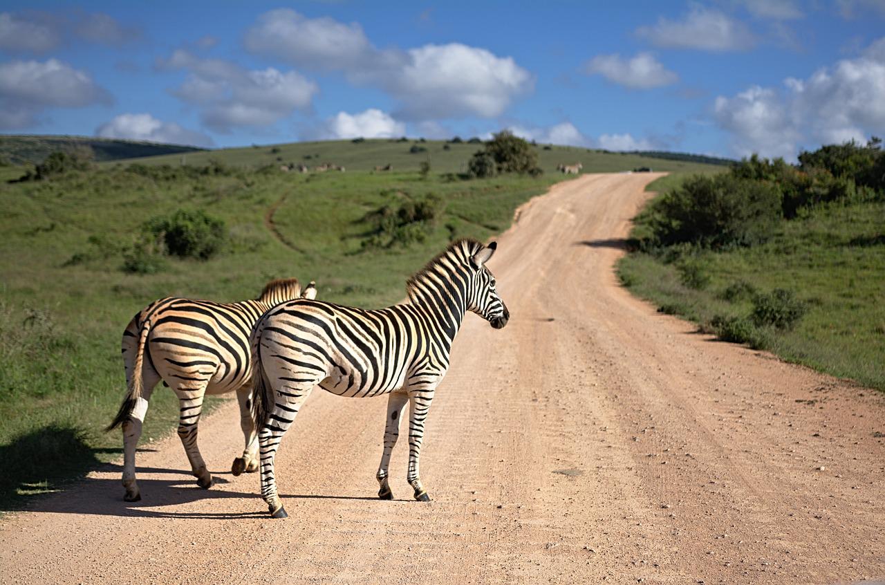 zebras-in-park